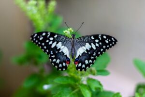 Photo Butterfly wings